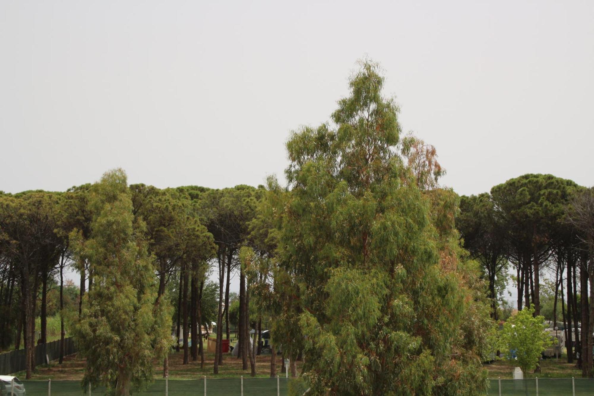 Levante Marina di Schiavonea Dış mekan fotoğraf
